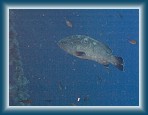 103P9220024 * (360kb)