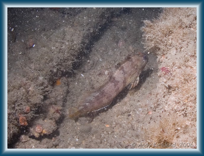 Photo of The Maine, Tompot Blenny, Chirolophis ascanii