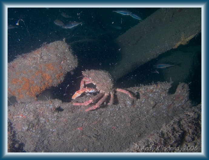 Photo of Persier, Spider crab