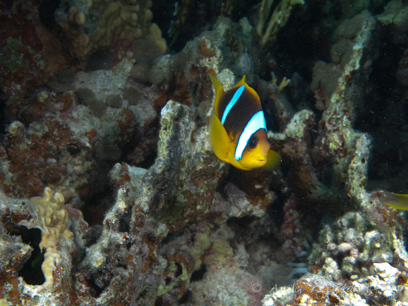 Photo at Marsa Al Assalaiya:  Twoband anemonefish