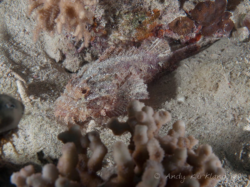 Photo at Marsa Al Assalaiya:  Bearded scorpionfish