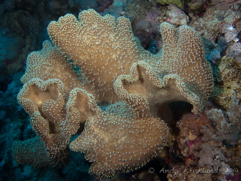 Photo at Elphinstone Reef - East Side:  Leather coral