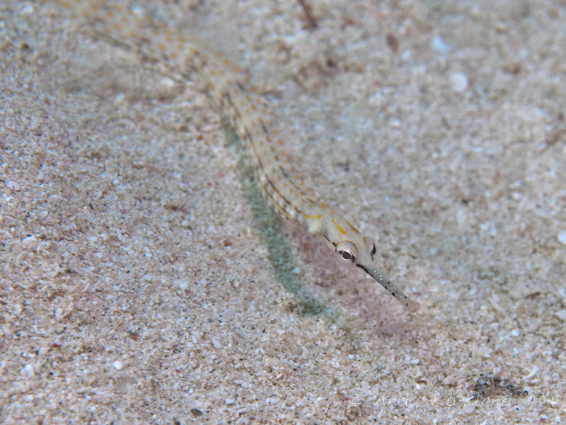 Photo at Marsa Abu Dabab - North:  Schultz's pipefish