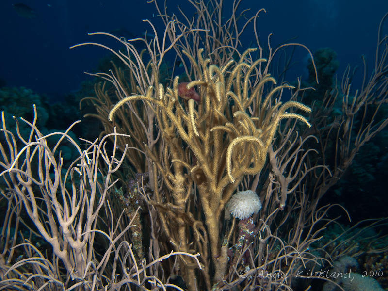 Photo at Sha'ab Abu Dabab 1:  Noded horny coral,Sea plume