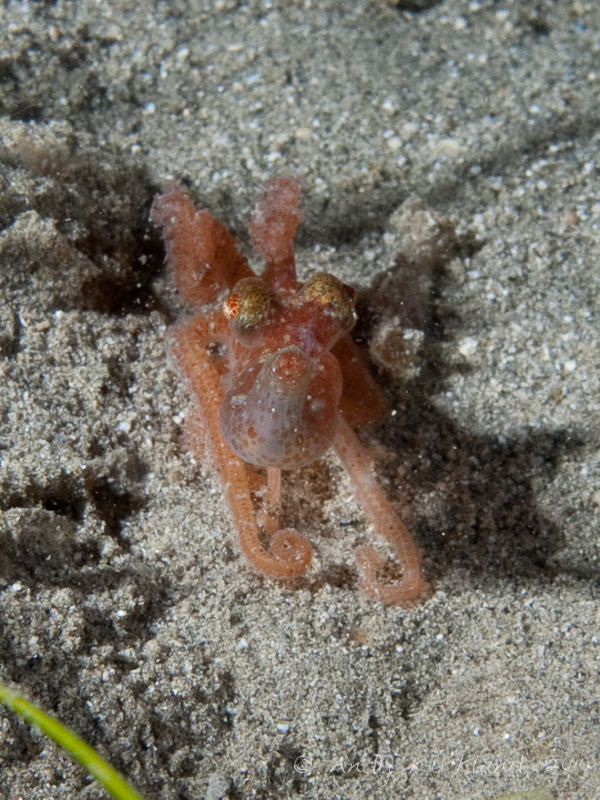 Photo at Marsa Abu Dabab - North:  Octopus