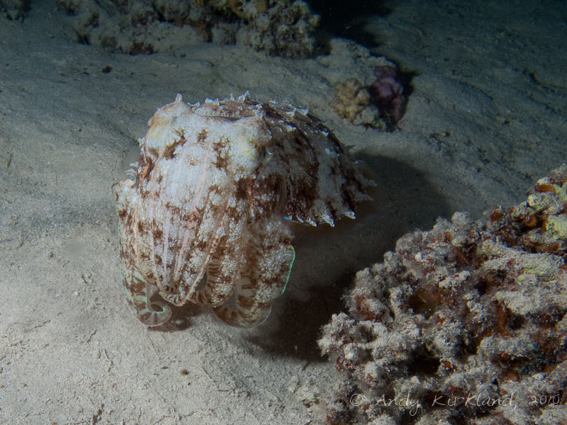 Photo at Marsa Abu Dabab - North:  Hooded cuttlefish