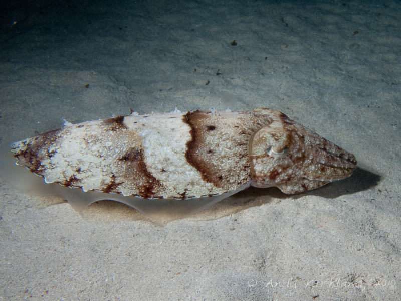 Photo at Marsa Abu Dabab - North:  Hooded cuttlefish