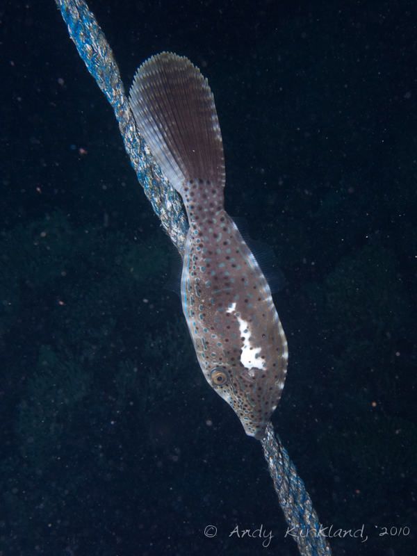 Photo at Marsa Abu Dabab - North:  Scrawled filefish