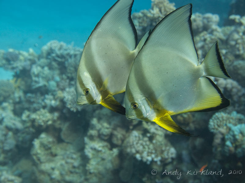 Photo at Marsa Abu Dabab - South:  Tiera batfish