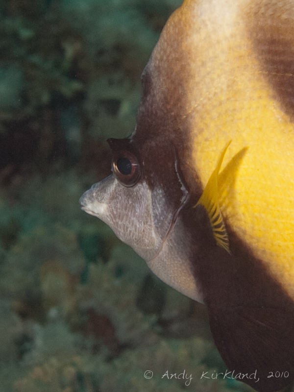 Photo at Gabel El Rosas:  Red Sea bannerfish