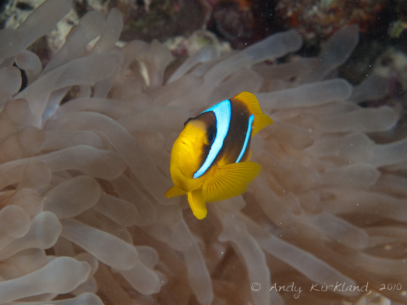 Photo at Gabel El Rosas:  Twoband anemonefish