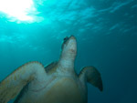 A week messing around the seagrass with the turtles ...