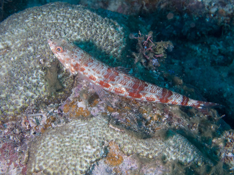 Photo at Challenger Bay:  Variegated lizardfish