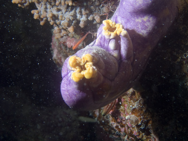 Photo at Challenger Bay:  Purple Sea Squirt