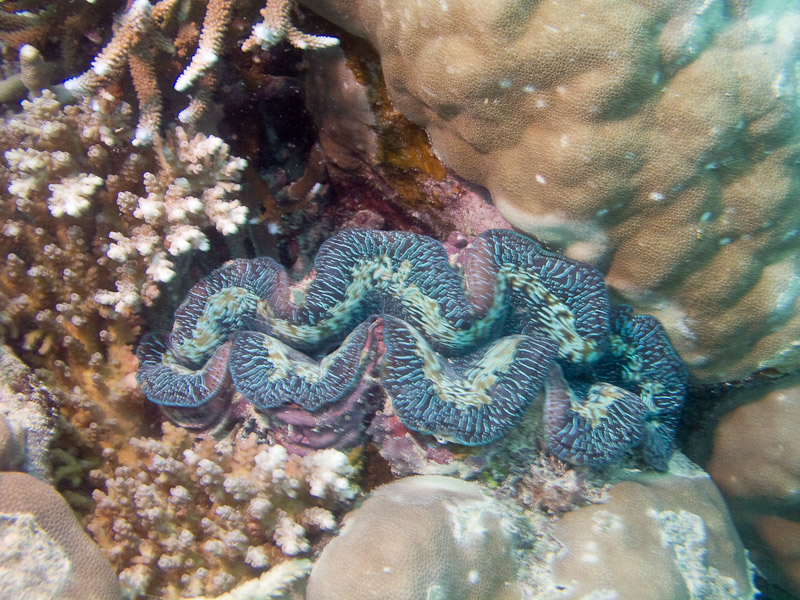 Photo at Challenger Bay:  Giant Clams