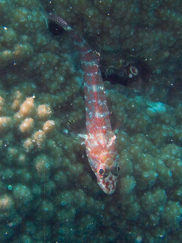 Photo at Challenger Bay:  Common Ghostgoby