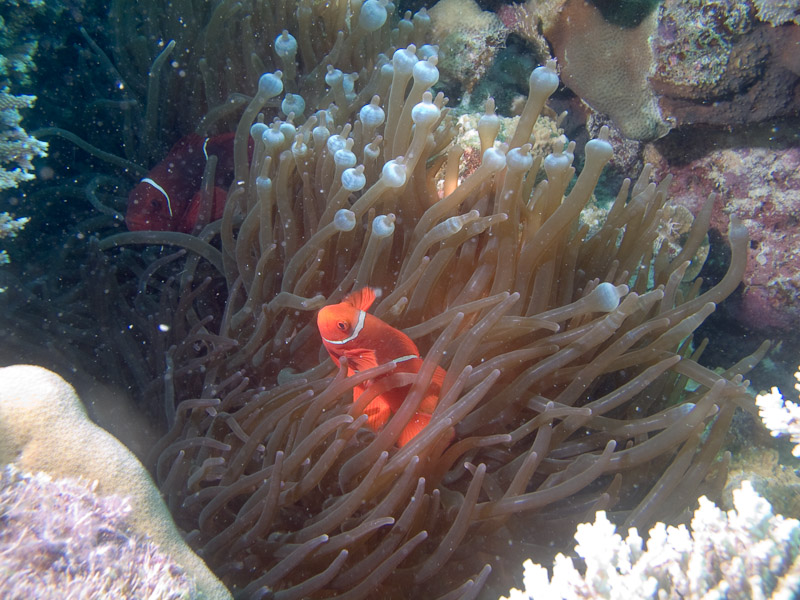 Photo at Challenger Bay:  Spinecheek anemonefish