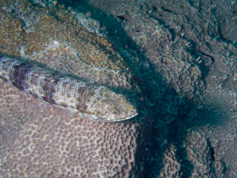 Photo at Challenger Bay:  Variegated lizardfish