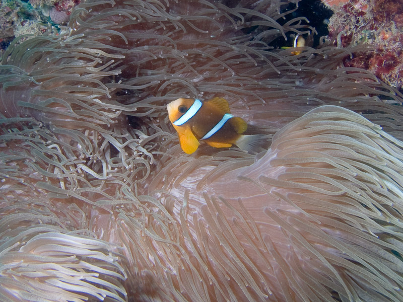 Photo at Challenger Bay:  Barrier reef anemonefish