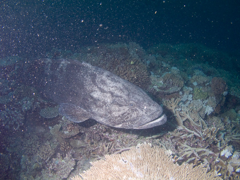 Photo at Cod Hole:  Potato grouper