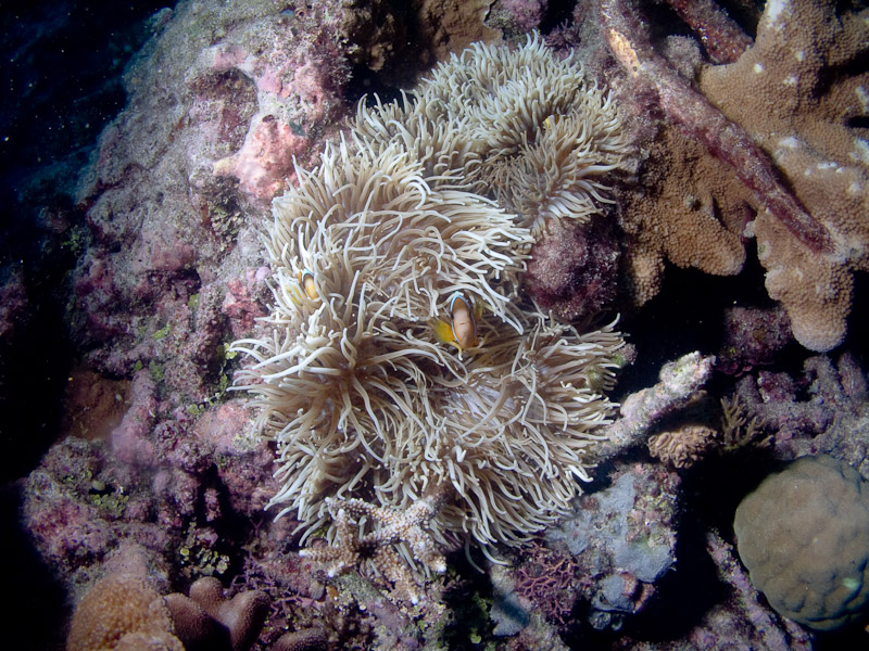 Photo at Cod Hole:  Anemonefish