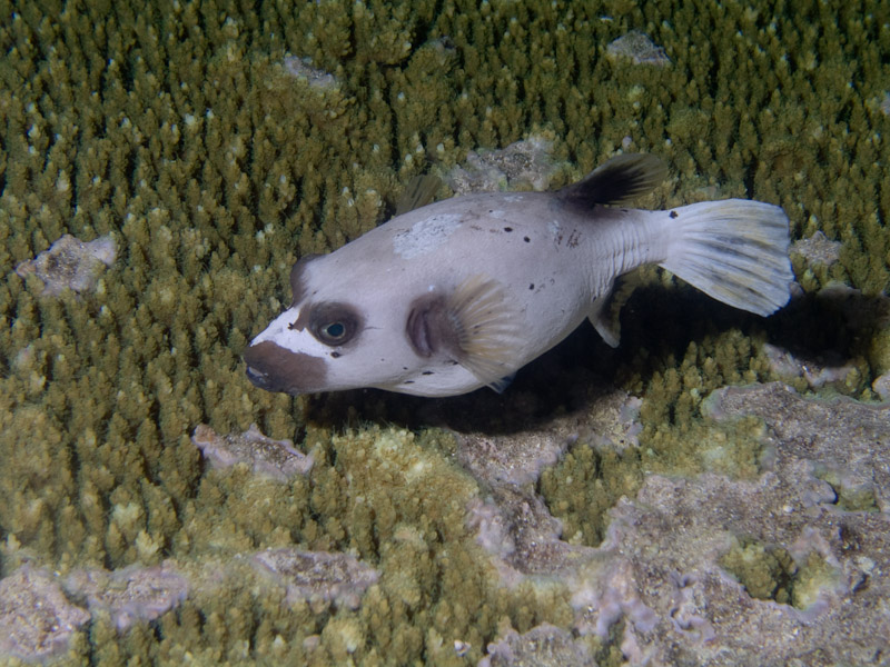 Photo at Cod Hole:  Blackspotted puffer