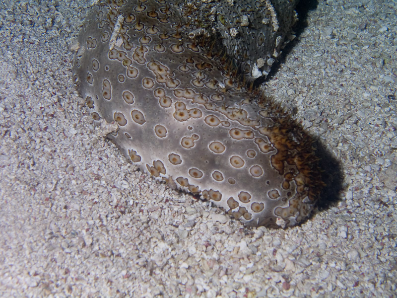 Photo at Cod Hole:  Sea Cucumber