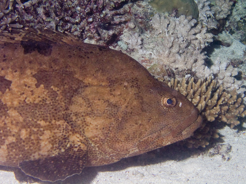 Photo at Cod Hole:  Brown-marbled grouper