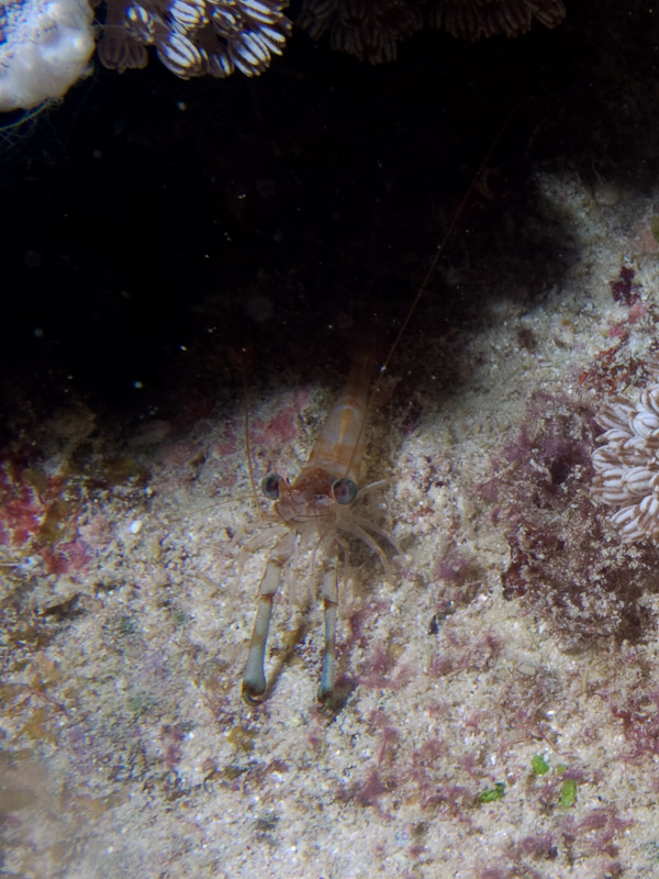 Photo at Cod Hole:  shrimp