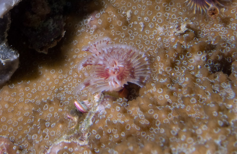Photo at Challenger Bay:  Christmas tree worm