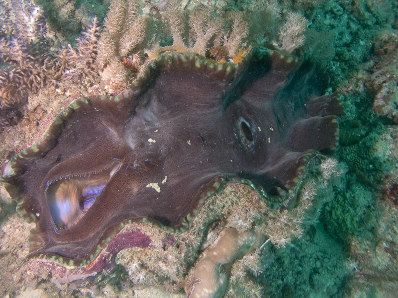 Photo at Paddy's Market:  Giant Clams