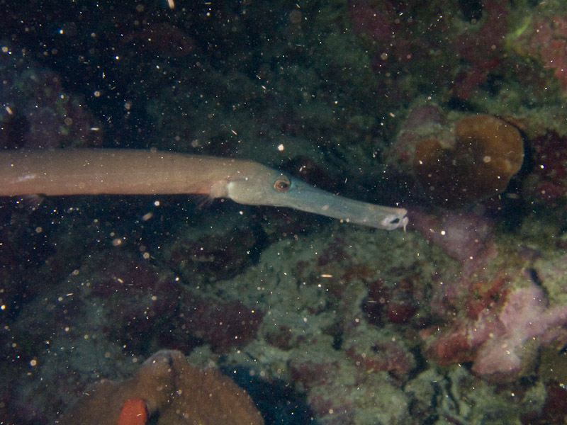 Photo at North Horn:  Chinese trumpetfish
