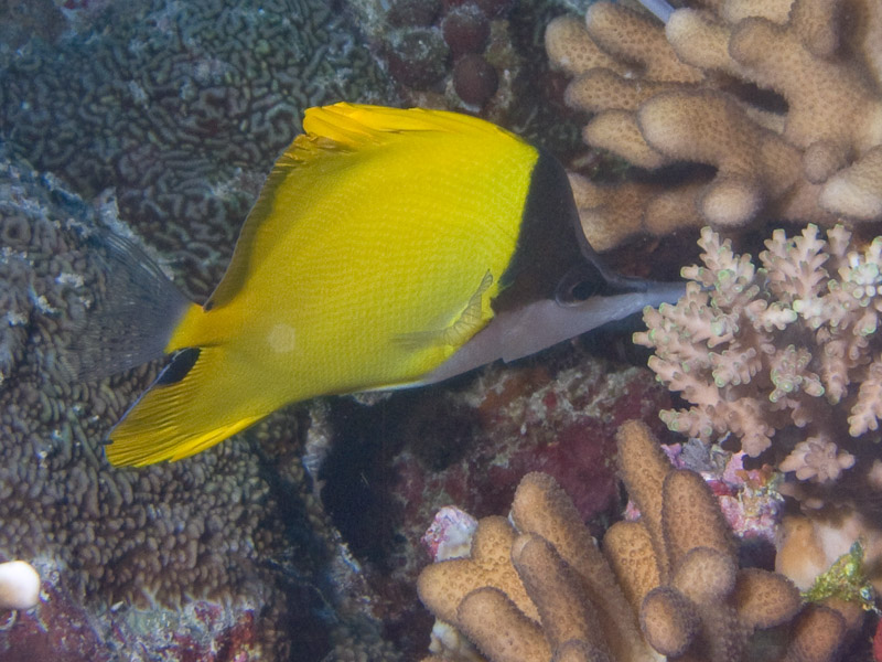 Photo at North Horn:  Longnose butterflyfish