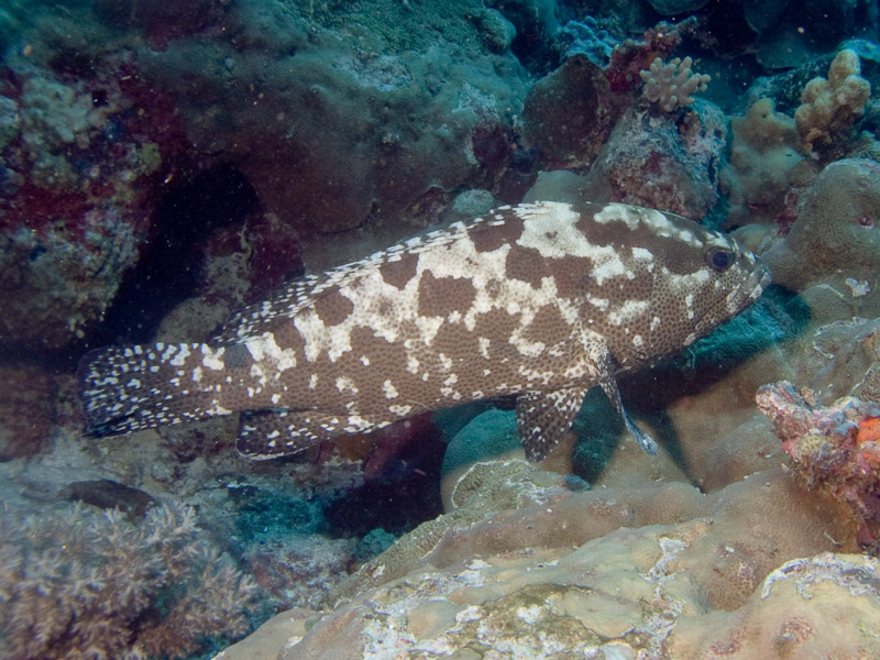 Photo at The Entrance:  Camouflage grouper