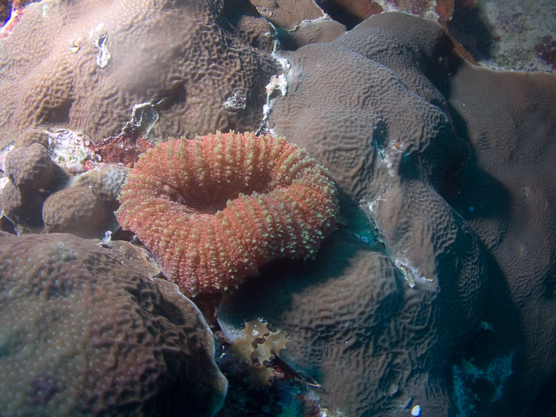 Photo at The Entrance:  Mushroom coral