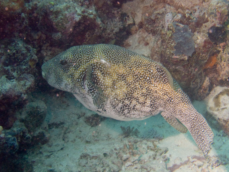 Photo at Unnamed site:  Blue-spotted puffer