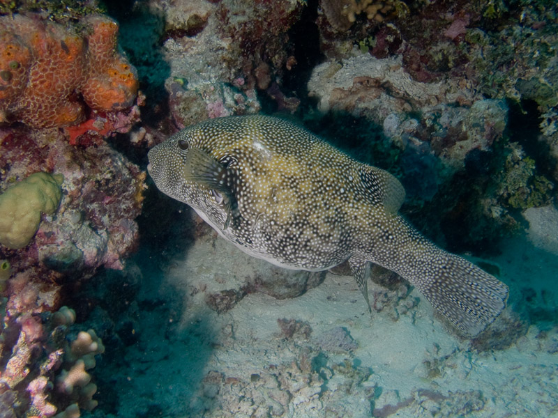Photo at Unnamed site:  Blue-spotted puffer