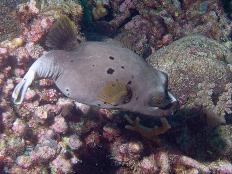 Photo at Unnamed site:  Blackspotted puffer