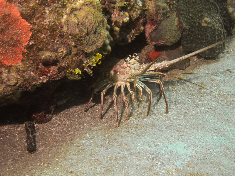 Photo at Camaronero II:  Lobster
