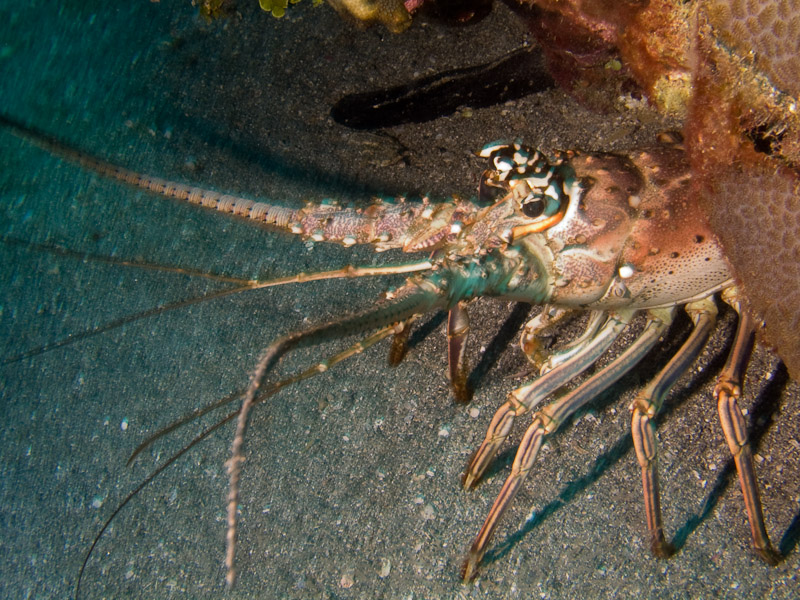 Photo at Camaronero II:  Lobster