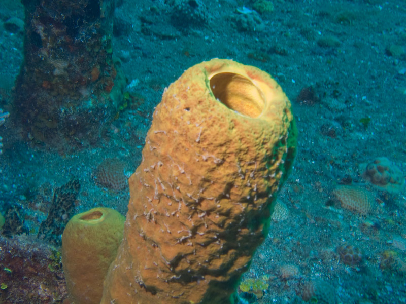 Photo at Camaronero II:  Tube Sponge