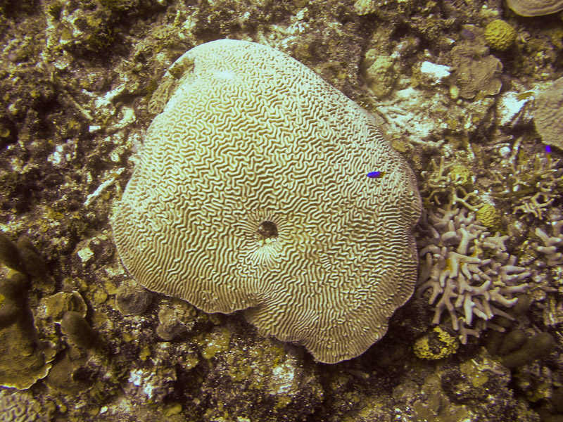 Photo at Camaronero II:  Brain Coral