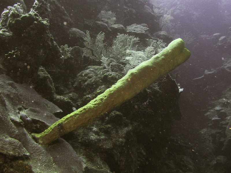 Photo at La Corona:  Tube Sponge