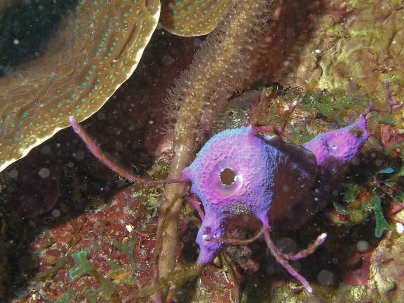 Photo at La Corona:  Tunicate