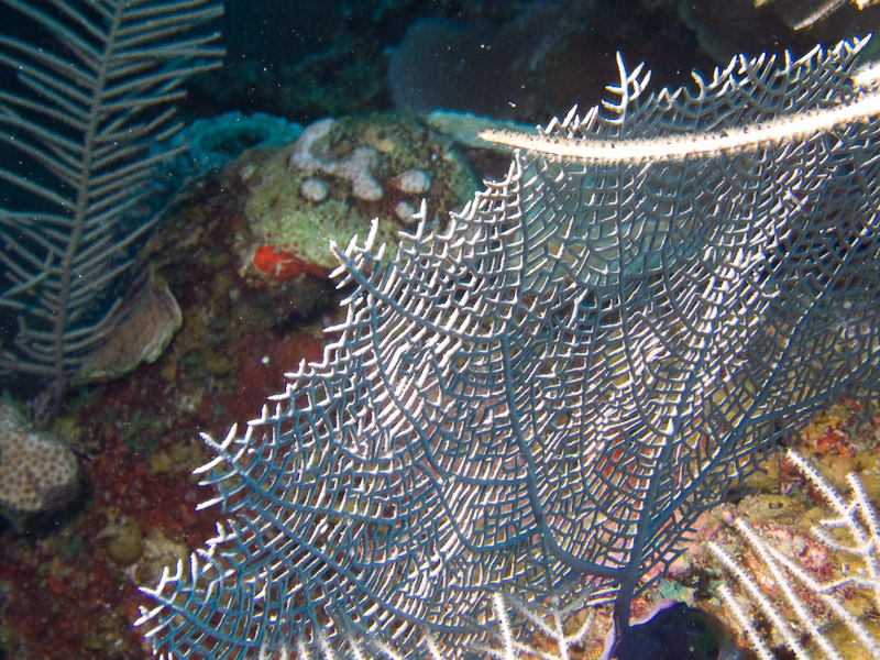 Photo at La Corona:  Gorgonian Sea Fan