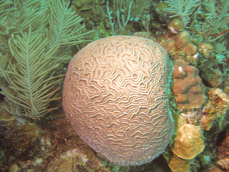 Photo at La Corona:  Brain Coral
