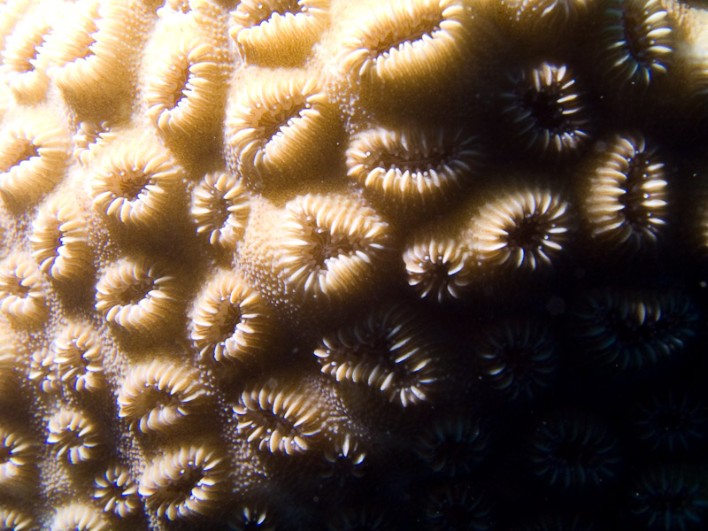 Photo at Camaronero II:  Honeycomb coral
