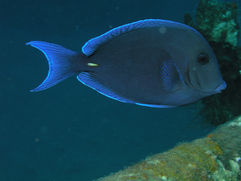 Photo at Camaronero II:  Blue tang surgeonfish