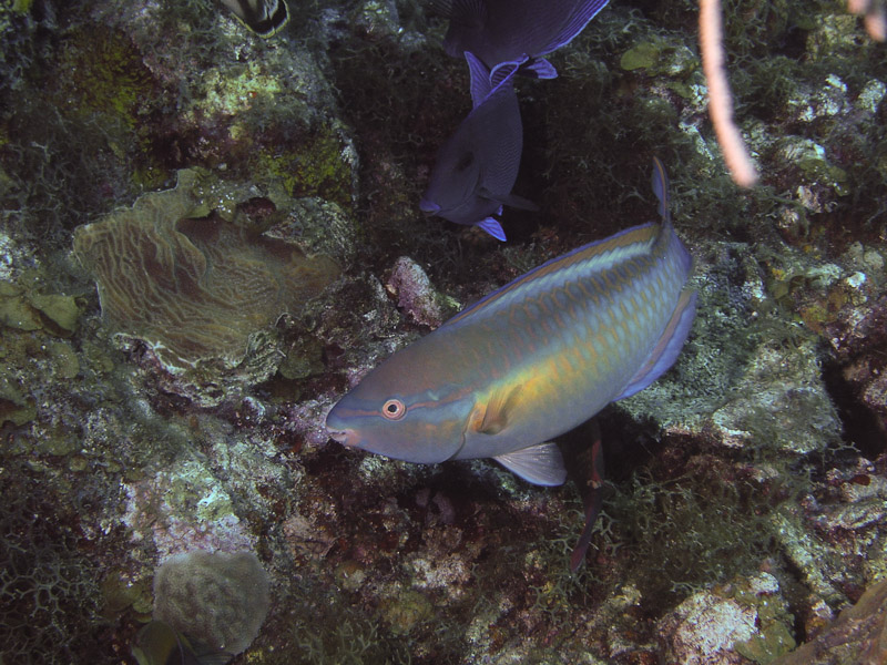 Photo at La Guasa:  Princess parrotfish