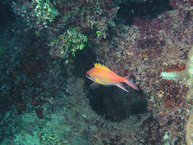 Photo at La Patanita:  Longjaw squirrelfish